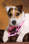 liegender Jack Russell Terrier