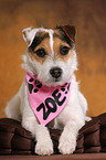 liegender Jack Russell Terrier