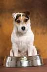 sitzender Jack Russell Terrier