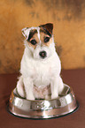 sitzender Jack Russell Terrier