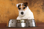 liegender Jack Russell Terrier