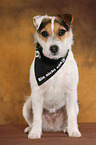 sitzender Jack Russell Terrier