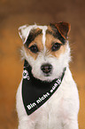Jack Russell Terrier Portrait