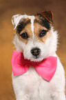 Jack Russell Terrier Portrait