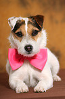 liegender Jack Russell Terrier