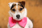 Jack Russell Terrier Portrait