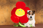 ser Jack Russell Terrier