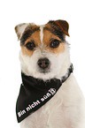 Jack Russell Terrier Portrait