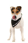 Jack Russell Terrier