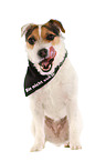 sitzender Jack Russell Terrier