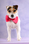 Jack Russell Terrier