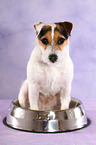 sitzender Jack Russell Terrier