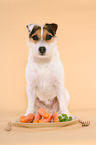 Jack Russell Terrier mit Karotten