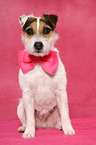 sitzender Jack Russell Terrier