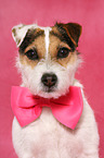 Jack Russell Terrier Portrait