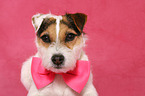 Jack Russell Terrier Portrait