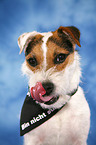 Jack Russell Terrier Portrait