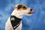 Jack Russell Terrier Portrait