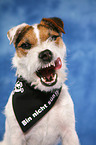 Jack Russell Terrier Portrait