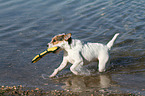 spielender Jack Russell Terrier