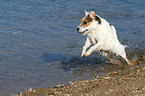 rennender Jack Russell Terrier