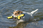 spielender Jack Russell Terrier