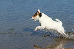 rennender Jack Russell Terrier