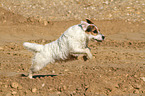 rennender Jack Russell Terrier