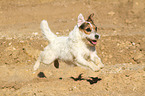 Jack Russell Terrier