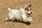rennender Jack Russell Terrier