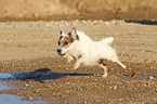 rennender Jack Russell Terrier