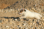 rennender Jack Russell Terrier