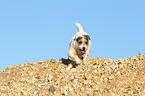 rennender Jack Russell Terrier