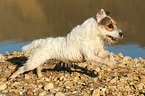 rennender Jack Russell Terrier
