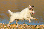 rennender Jack Russell Terrier