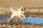 rennender Jack Russell Terrier