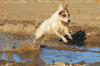 rennender Jack Russell Terrier