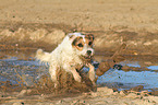 spielender Jack Russell Terrier