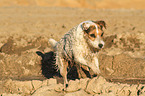 rennender Jack Russell Terrier