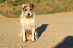 sitzender Jack Russell Terrier