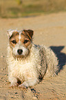 liegender Jack Russell Terrier