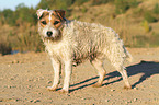 stehender Jack Russell Terrier