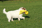 spielender Jack Russell Terrier