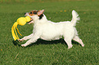 spielender Jack Russell Terrier