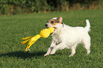 spielender Jack Russell Terrier