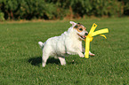 spielender Jack Russell Terrier