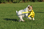 spielender Jack Russell Terrier