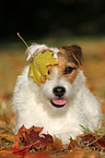 liegender Jack Russell Terrier