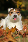 liegender Jack Russell Terrier