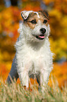 stehender Jack Russell Terrier